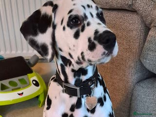 Dalmatian dogs ❤️Pick of the litter available!❤️ - Advert 7
