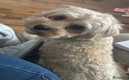 Cavapoo dogs for sale: 🌟 Fully health tested F1B cavapoos for sale 🌟  - Image 8