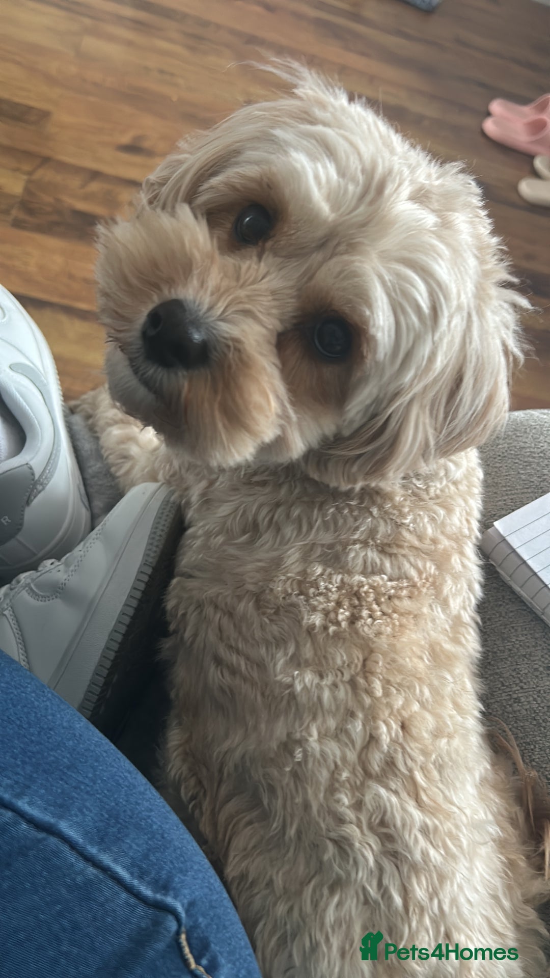 Cavapoo dogs for sale: 🌟 Fully health tested F1B cavapoos for sale 🌟  - Image 8
