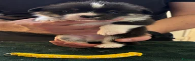 NOBLECOAT SEA OF TRITON 