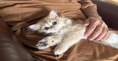 British Longhair cats - Advert 11