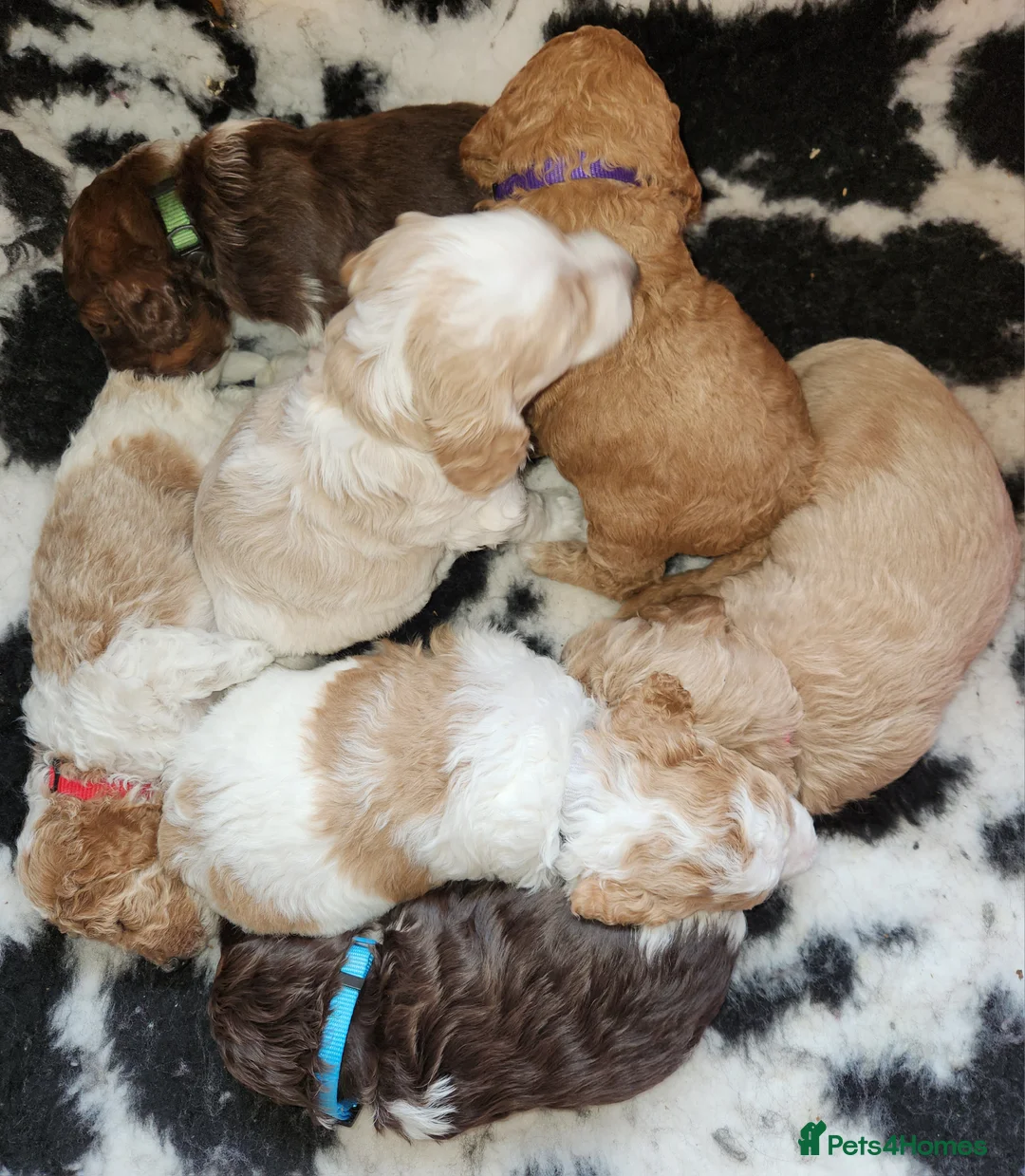 Cockapoo dogs for sale: Cockapoo Puppies,  stunning colours  - Advert 9