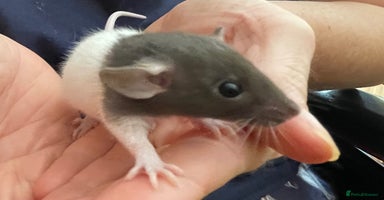 Rat rodents - Advert 6