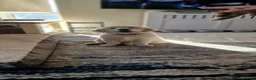 Golden Retriever dogs for stud: XL Old English Cream Golden Retriever STUD - Advert 32