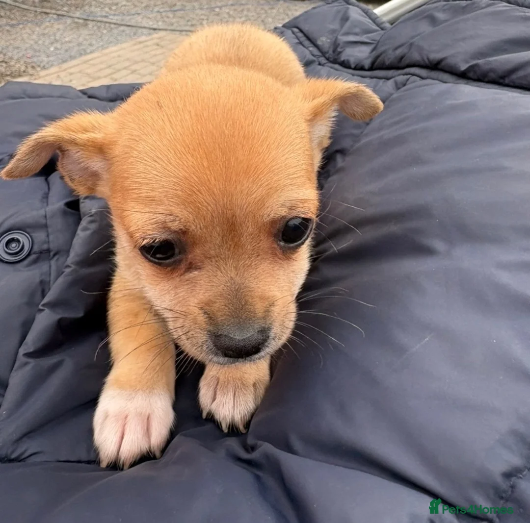 Chihuahua dogs for sale: Female pup - Advert 2