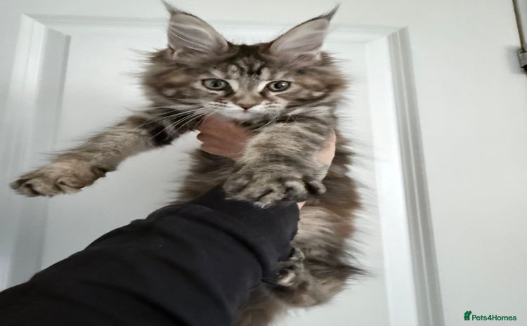 Maine Coon cats - Advert 3