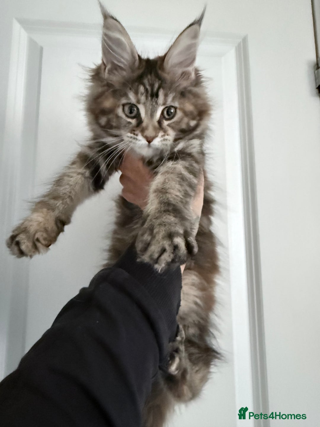 Maine Coon cats for sale: Pedigree Kittens Available RTL now  - Image 1
