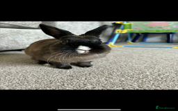 Netherland Dwarf rabbits for sale: 3 year old dwarf rabbit  - Image 1