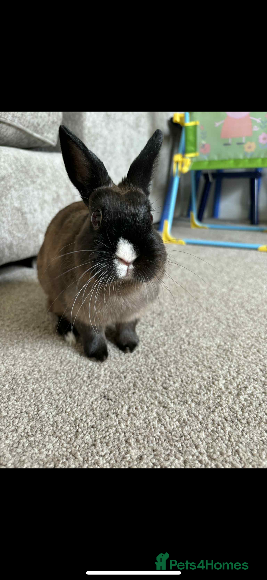 Netherland Dwarf rabbits for sale: 3 year old dwarf rabbit  - Image 1