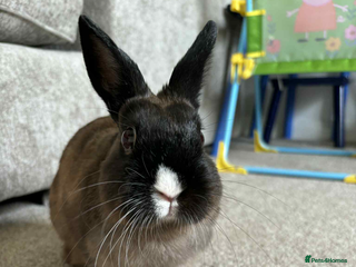Netherland Dwarf rabbits - Advert 8