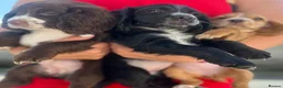 Cocker Spaniel dogs for sale: Ready Now KC reg Working Cocker Spaniels - Advert 12
