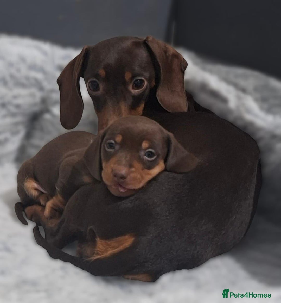 Miniature Dachshund dogs for sale: Miniature Daschund  - Advert 1