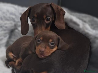 Miniature Dachshund dogs Miniature Daschund - Advert 3