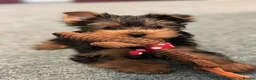 Yorkshire Terrier dogs for sale: Beautiful Mini Yorkshire Terrier Puppy - Advert 5