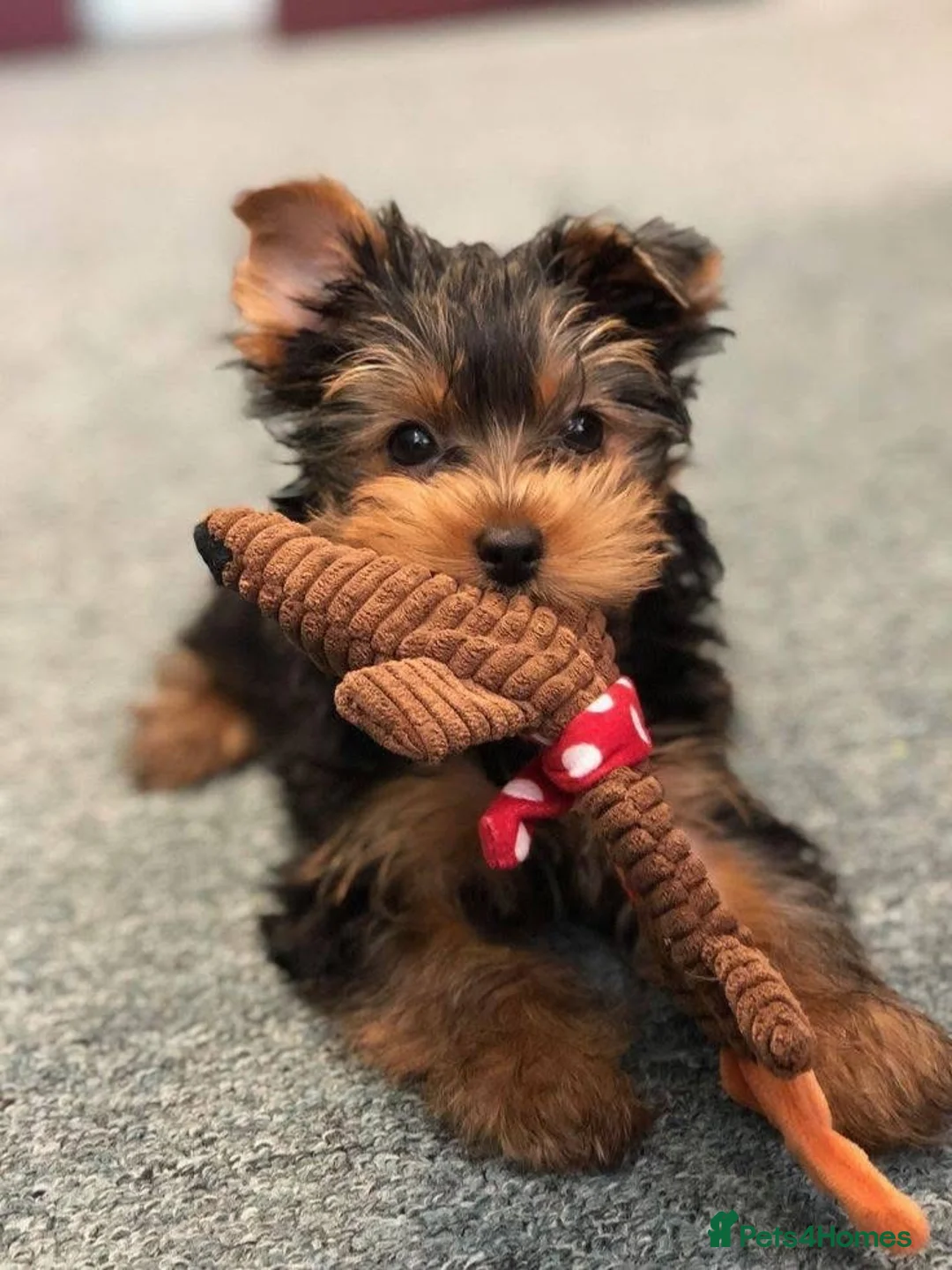 Yorkshire Terrier dogs for sale: Beautiful Mini Yorkshire Terrier Puppy - Advert 5