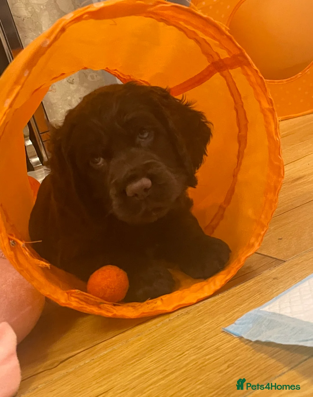 Cocker Spaniel dogs for stud: Health tested kc working cocker spaniel STUD in Walsall - Advert 3