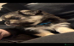 Chiweenie dogs for sale: 6 Beautiful Chiweenie Puppies *Reduced* - Advert 13