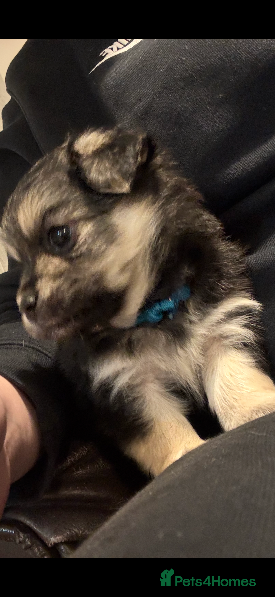 Chiweenie dogs for sale: 6 Beautiful Chiweenie Puppies *Reduced* - Advert 13