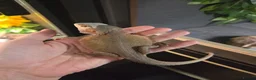 Bearded Dragon reptiles for sale: Hypo Whitblit and enclosure for sale £250 - Advert 1