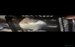 Piranhas fish for sale: Piranhas  - Image 6
