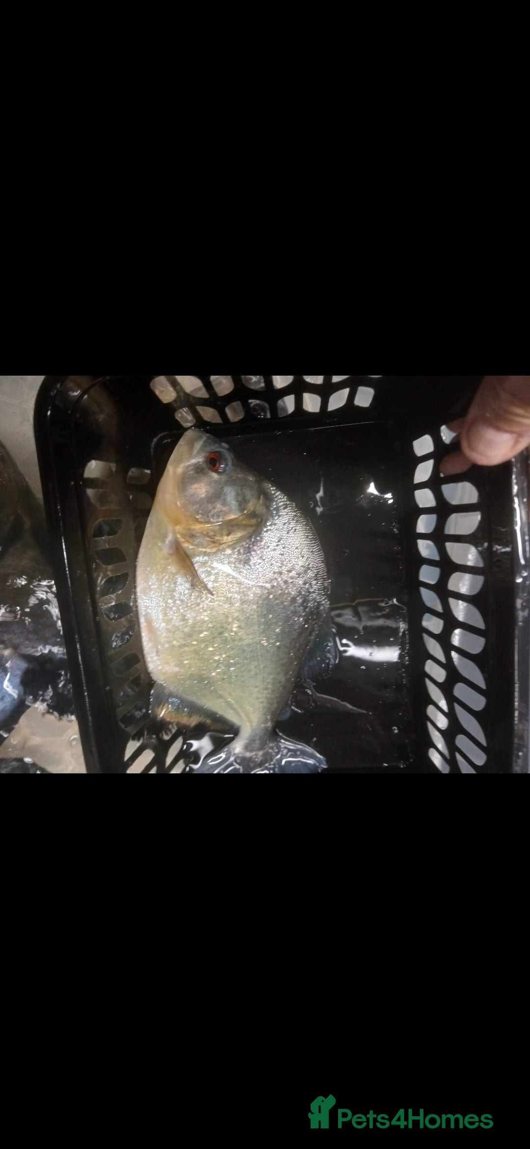 Piranhas fish for sale: Piranhas  - Image 6