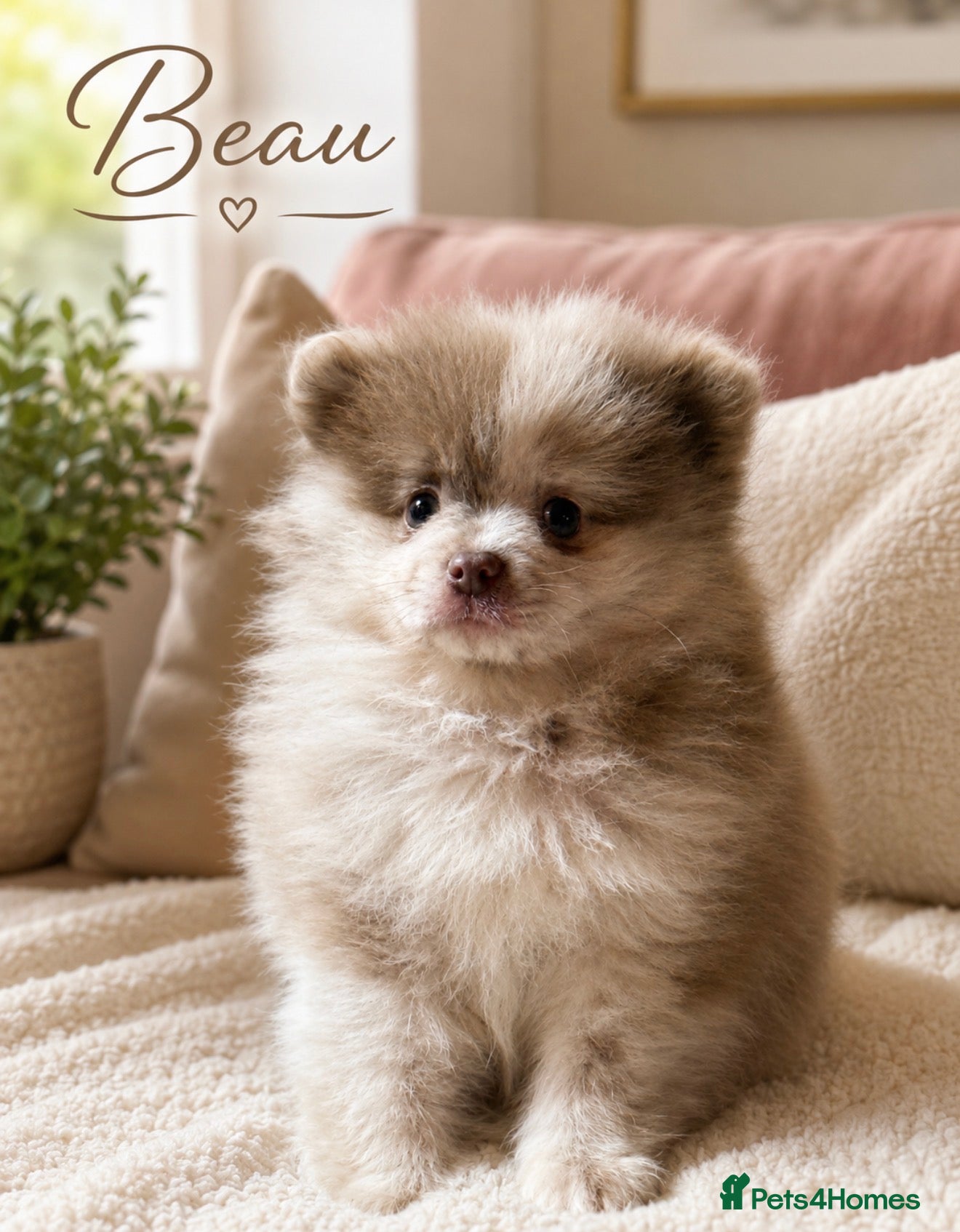 Pomeranian dogs Lilac Merle Babies - Petite, Quality, Teddy Pups - Advert 2