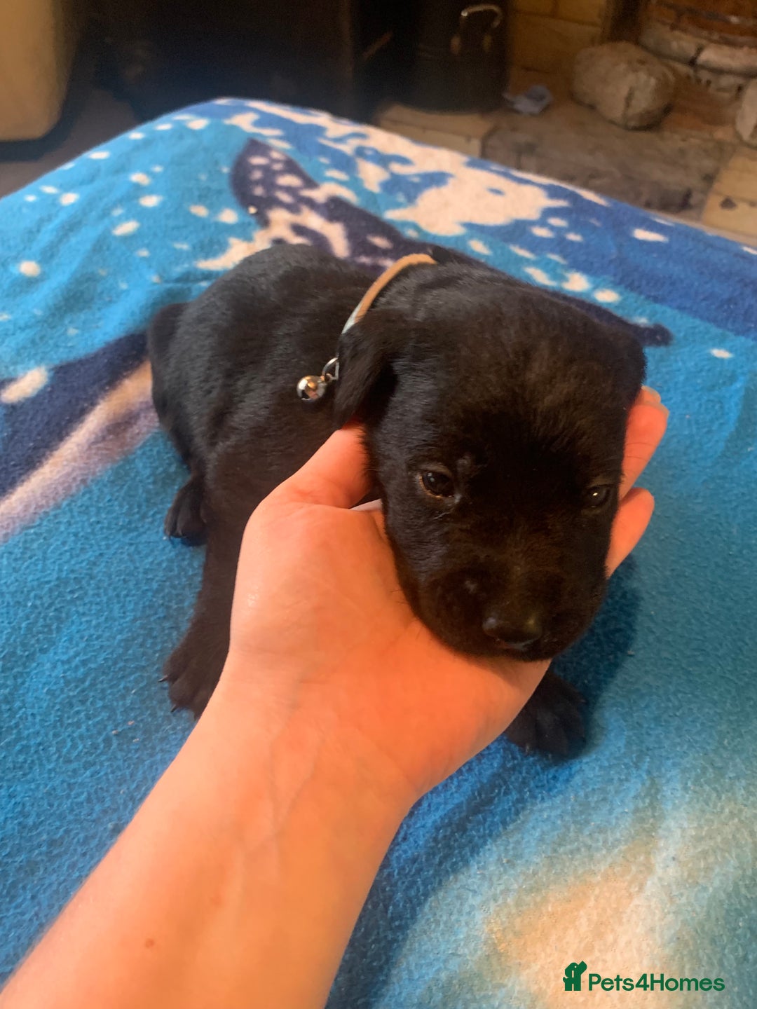 Labrador Retriever dogs for sale: Labrador puppys - Image 29