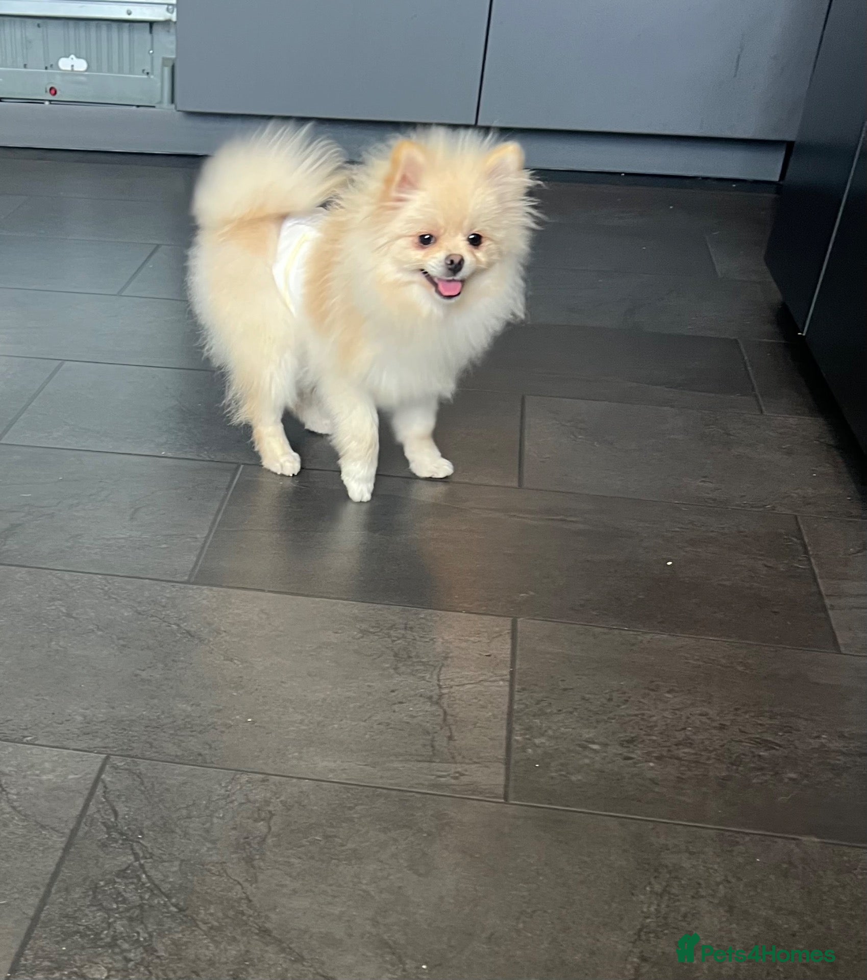 Pomeranian dogs Boy Pomeranian  - Advert 1