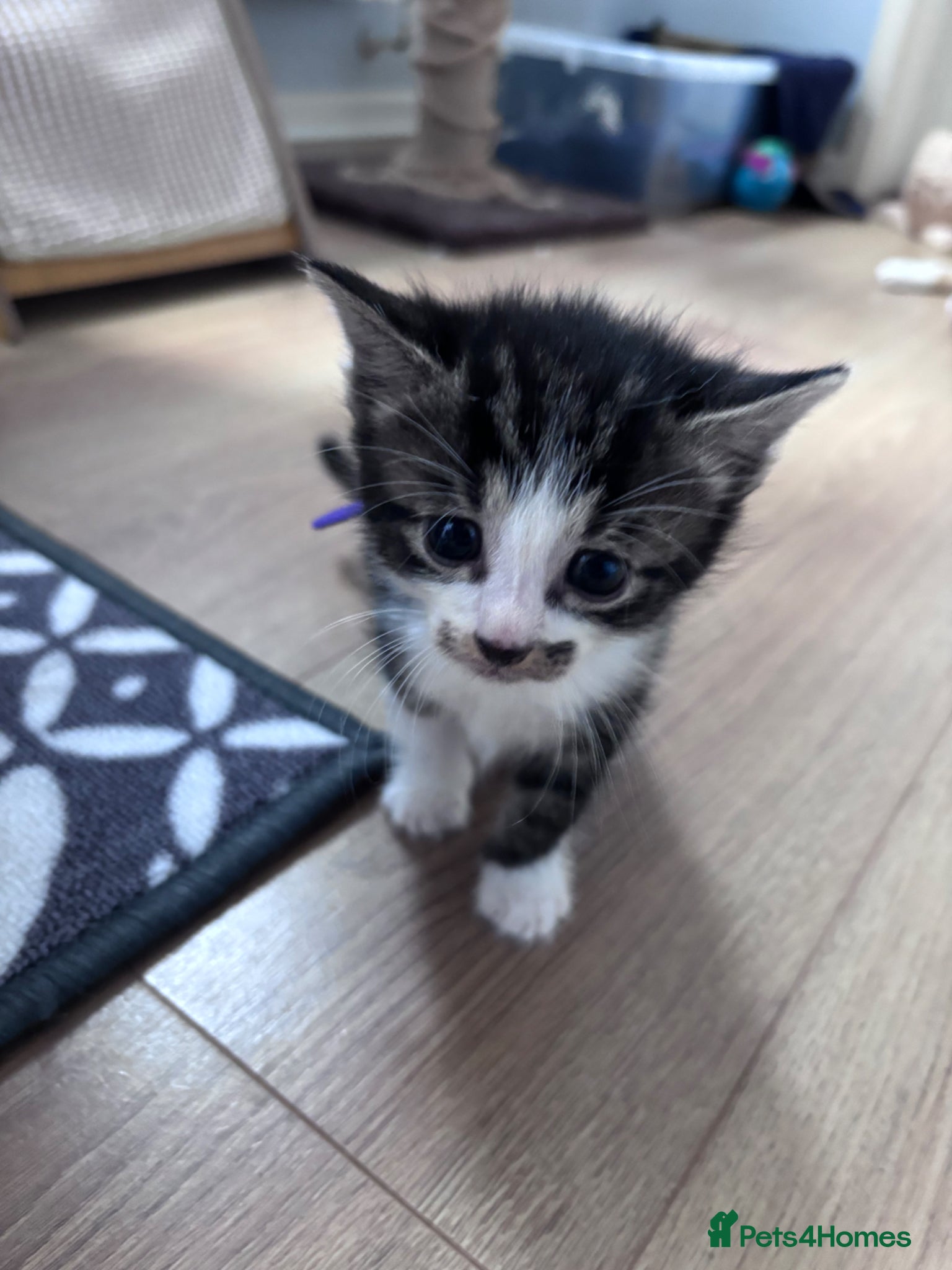 Mixed Breed Kitten 4