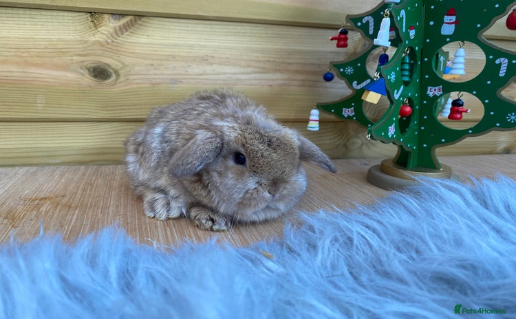 Mini Lop rabbits Mini lop ready 18th December  - Advert 2