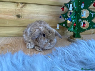 Mini Lop rabbits Mini lop ready 18th December - Advert 13