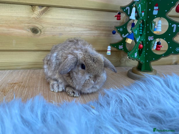 Mini Lop rabbits Mini lop ready 18th December - Advert 15