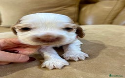 Cocker Spaniel dogs for sale: 4⭐️Licensed KC Reg English Show Cocker Spaniel - Image 25