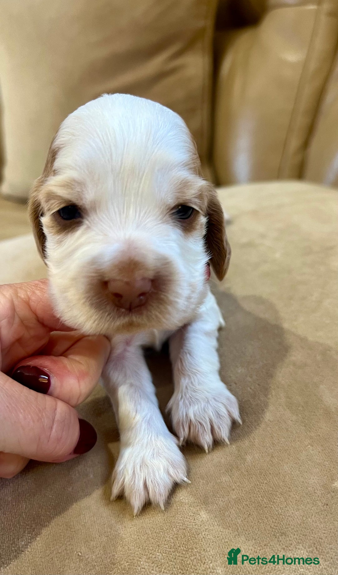 Cocker Spaniel dogs for sale: 4⭐️Licensed KC Reg English Show Cocker Spaniel - Image 25