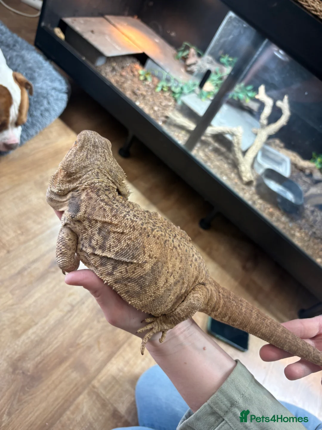 Dragon reptiles for sale: Female bearded dragon - Advert 2