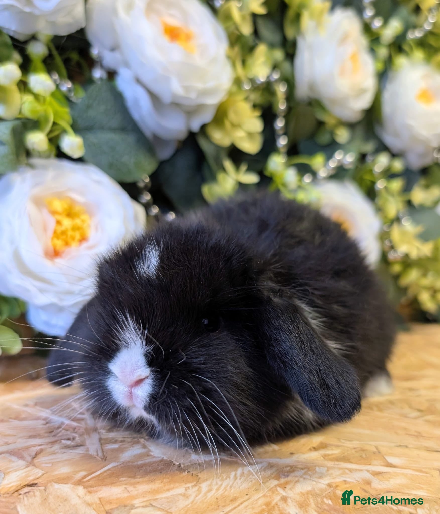 Mini Lop rabbits Mini lops ( Est since 2014 )  - Advert 17