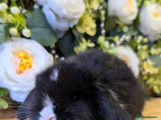 Mini Lop rabbits Mini lops ( Est since 2014 ) - Advert 14