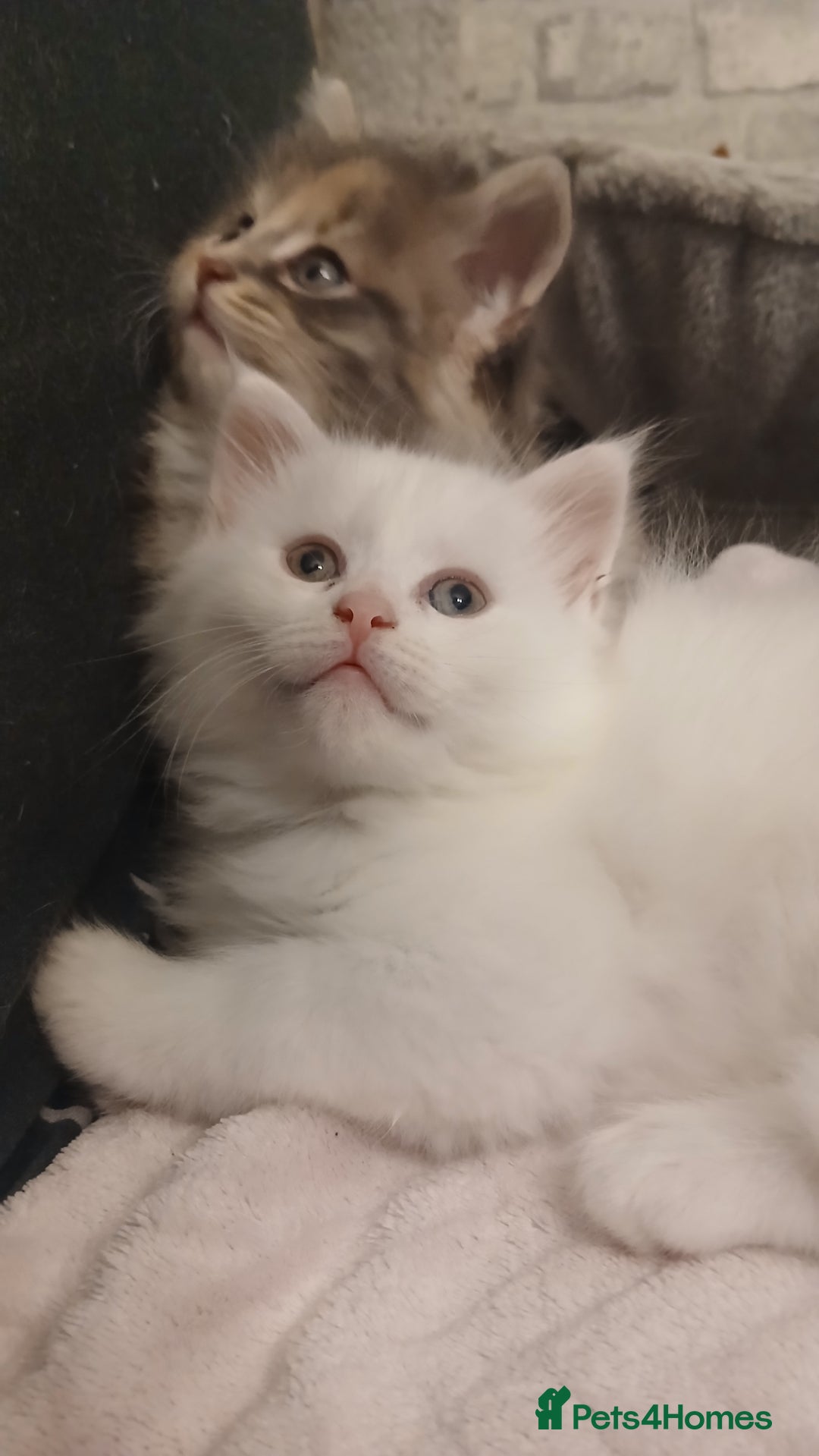 Maine Coon cats for sale: Female white mainecoon kitten.  - Image 4