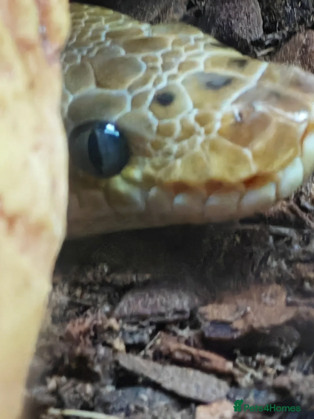 Python Snake reptiles for sale: Royal Python & Viv for sale in Middlesbrough - Advert 5