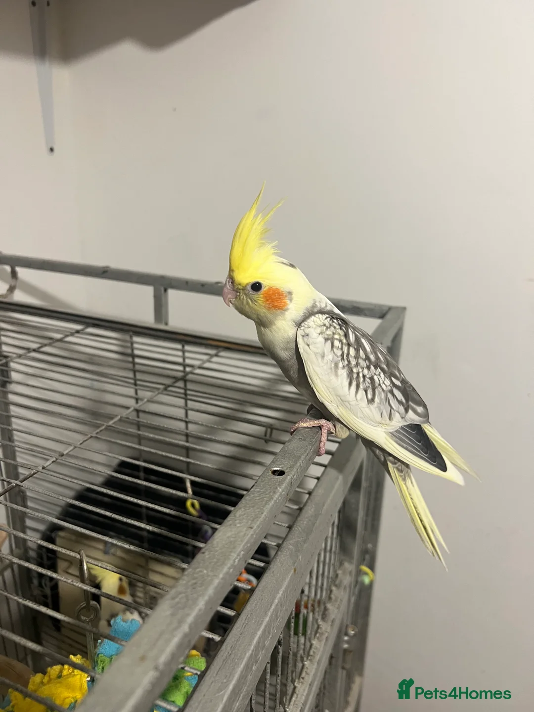 Cockatiels birds for sale: Baby Cockatiels  - Advert 8