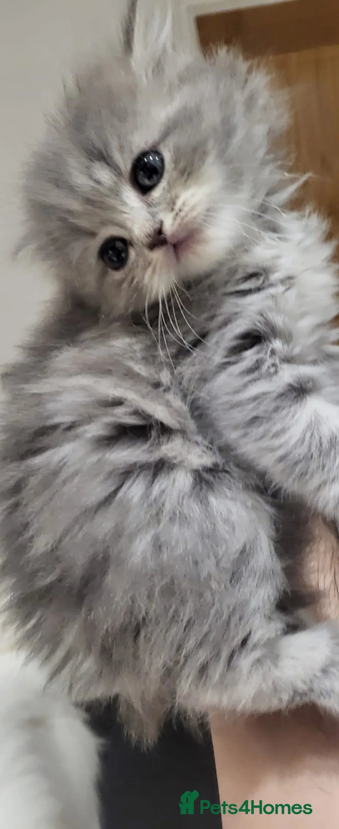 Ragdoll cats for sale: 4  wonderful ragdoll kitten looking for happy Homy - Advert 1