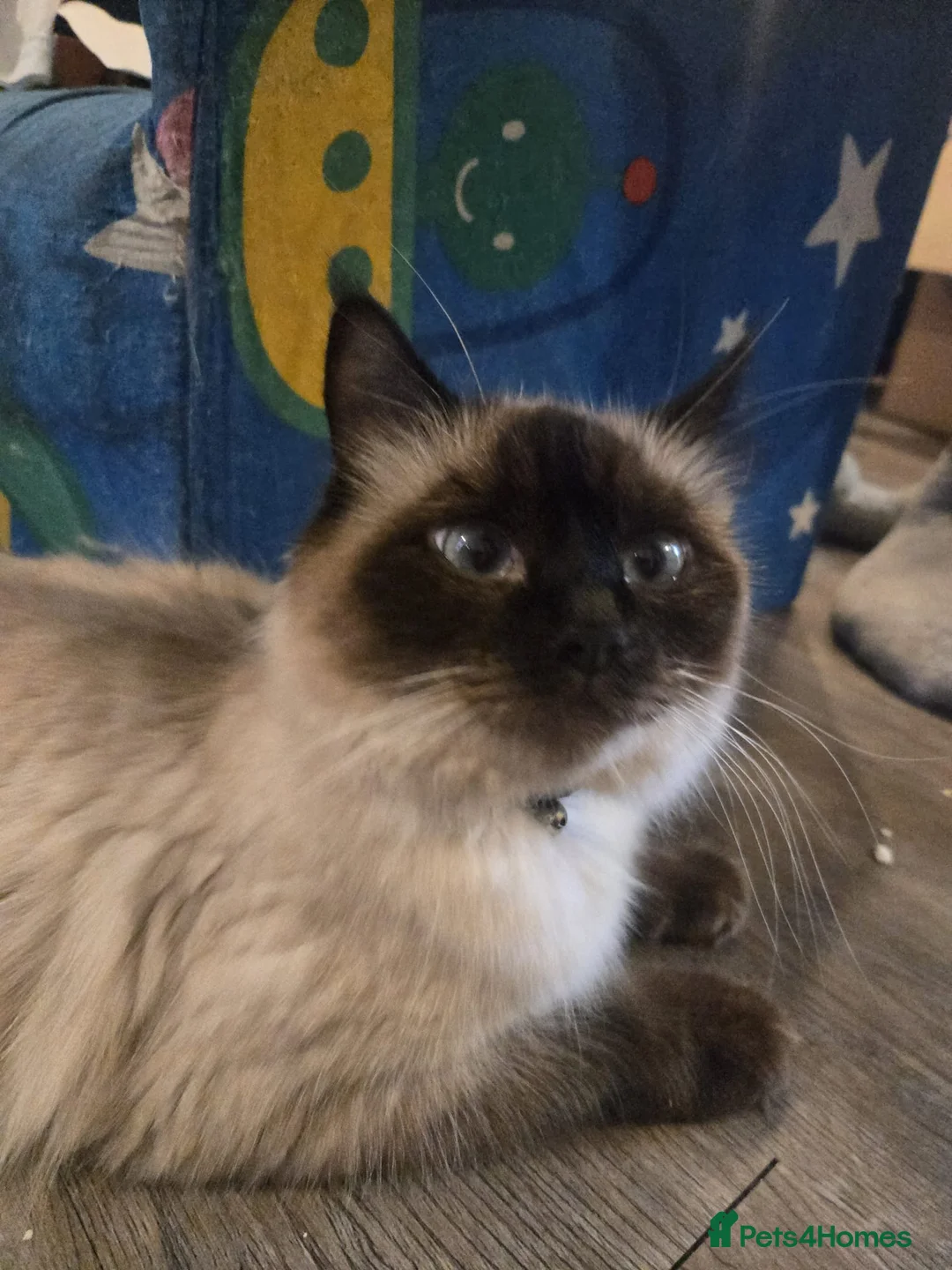Ragdoll cats for sale: Colour point kittens  - Advert 23