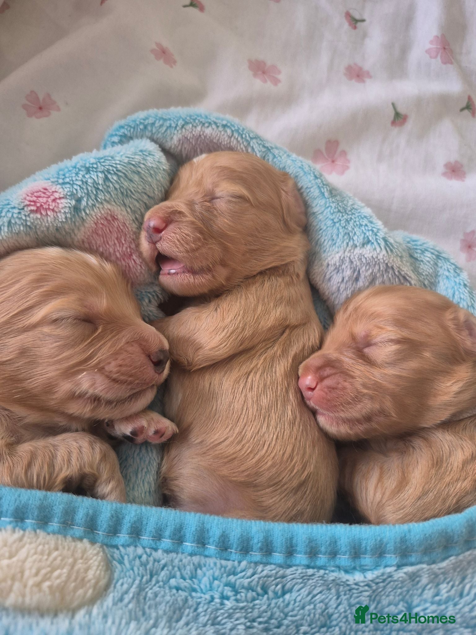 Cockapoo dogs Beautiful pups 🐶  - Advert 22