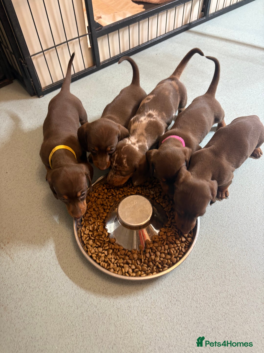 Miniature Dachshund dogs for sale: 🤩 3 Kc mini dachshund 🤩 - Advert 5