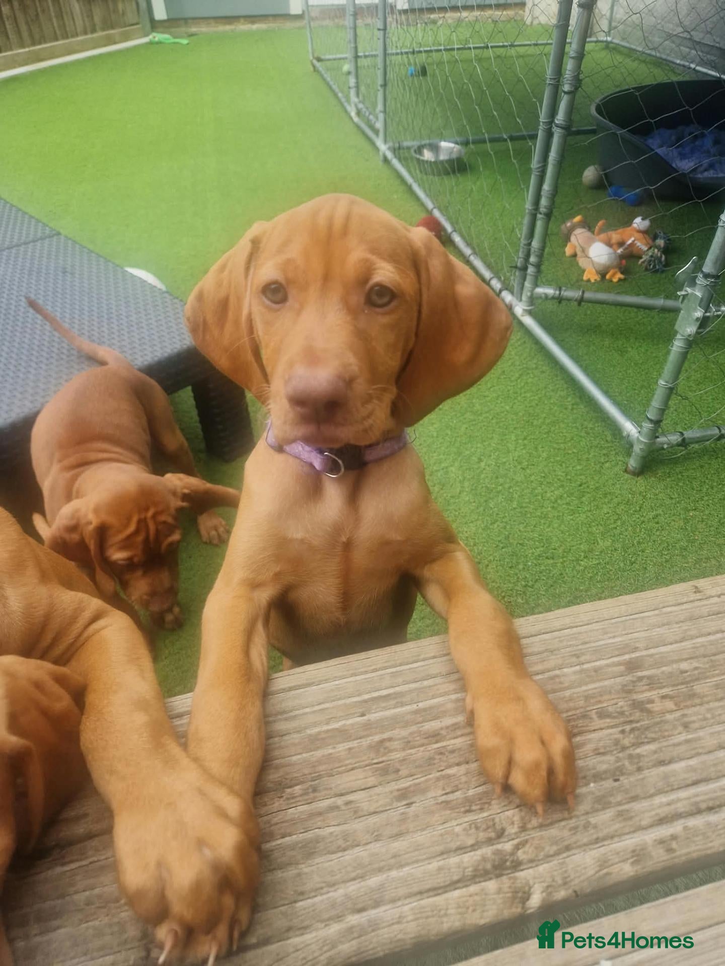 Hungarian Vizsla dogs Hungarian Vizsla Puppies KC Registered - Advert 2