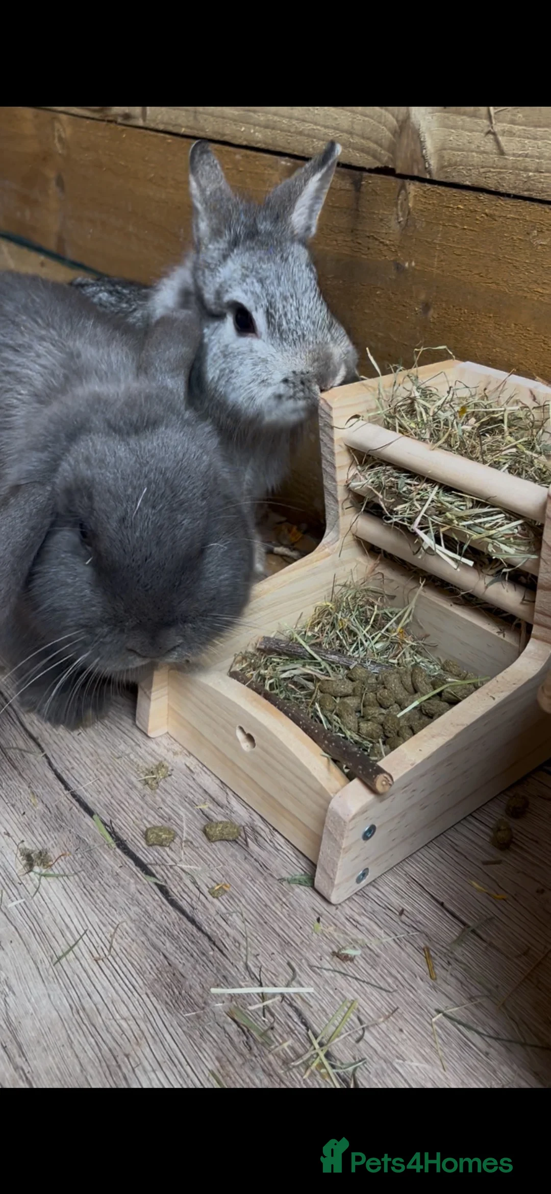English Lop rabbits for sale: Two beautiful rabbits looking for a new home  in Tamworth - Advert 2
