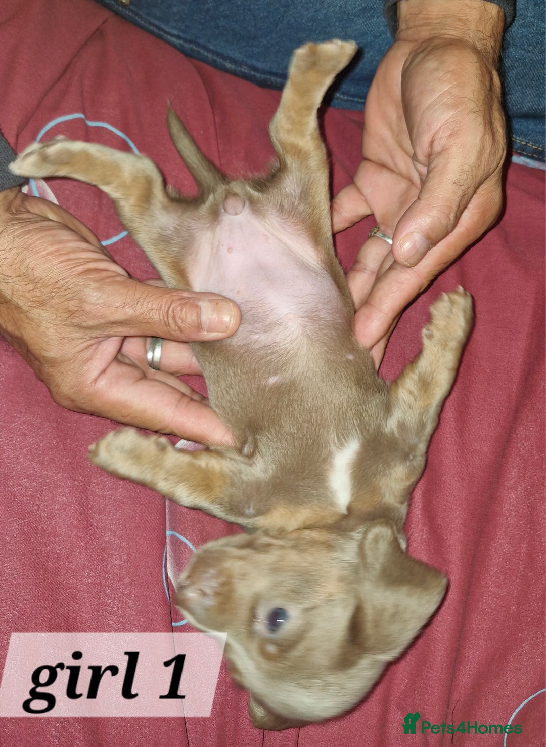 Dachshund dogs for sale: 7 beautiful dachshunds puppys - Image 4