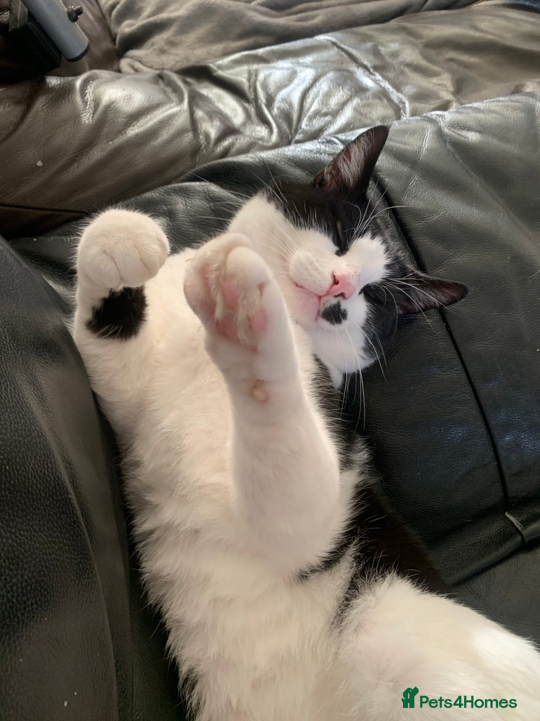 Mixed Breed cats for sale: Tuxedo male - Image 4