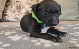 Italian Greyhound dogs for sale: Italian greyhounds - Image 5