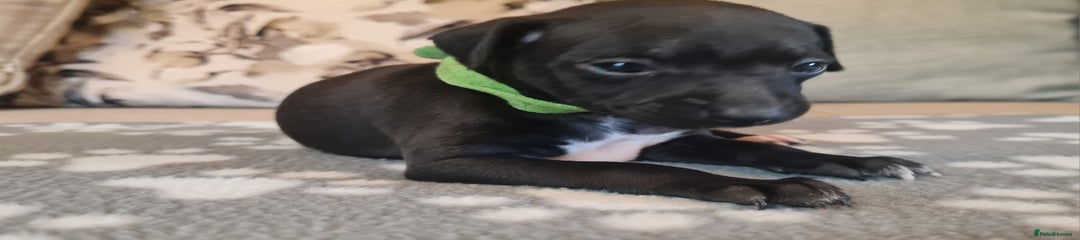 Italian Greyhound Puppy 4 (Ivy)